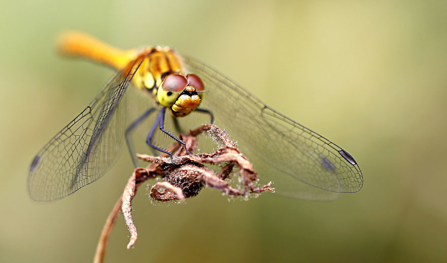 5+ Photos That Only Nature Flower Photographers Are Crazy