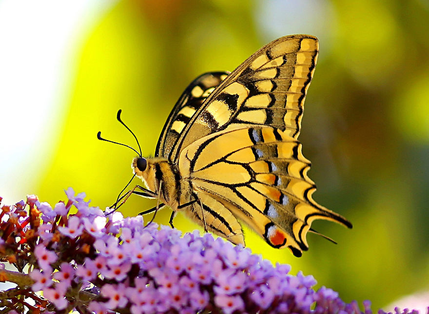 5+ Photos That Only Nature Flower Photographers Are Crazy