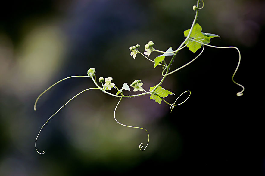 5+ Photos That Only Nature Flower Photographers Are Crazy 5+ Photos That Only Nature Flower Photographers Are Crazy