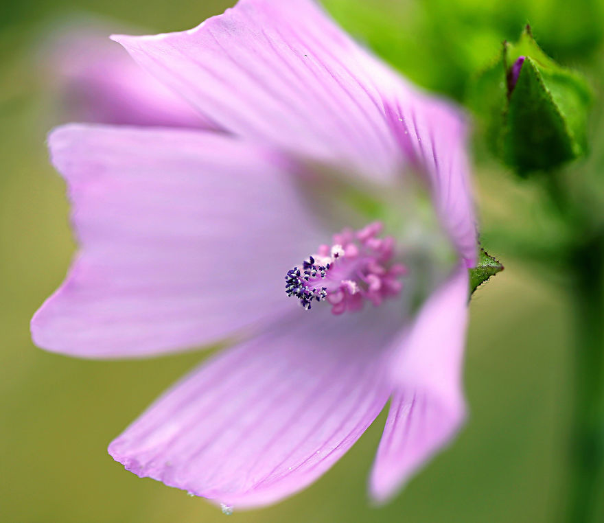 5+ Photos That Only Nature Flower Photographers Are Crazy 5+ Photos That Only Nature Flower Photographers Are Crazy