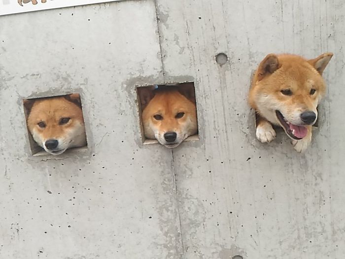 These Shiba Are Sticking Their Heads Out For Attention And It's The Cutest Thing Ever