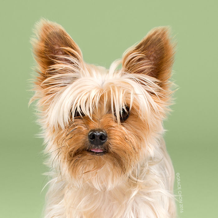 Dogs Before And After Their Haircuts (16 Pics)