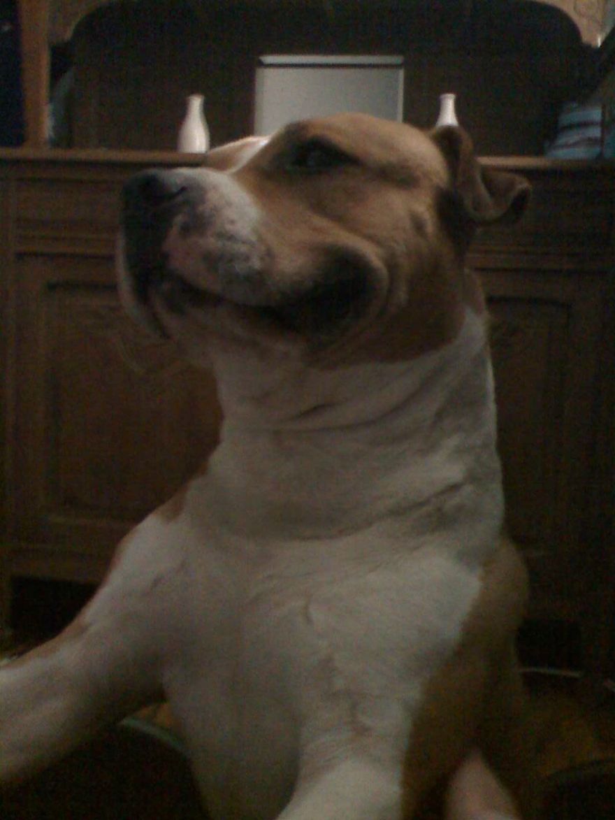 Bp Said "some Of Your Images Are Too Narrow."my Dog Died From Osteosarcoma Too Then I Dont ... Bp Said "some Of Your Images Are Too Narrow."my Dog Died From Osteosarcoma Too Then I Dont ...