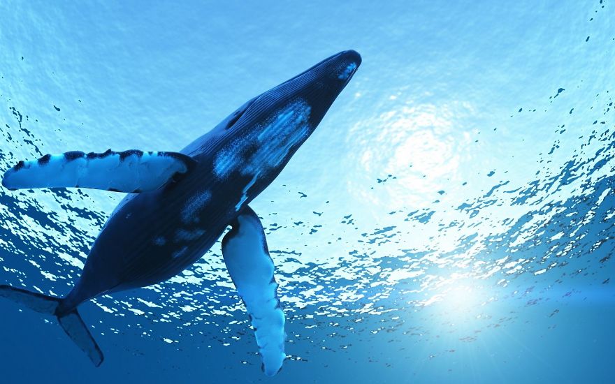 10 Most Intelligent Animals In The World