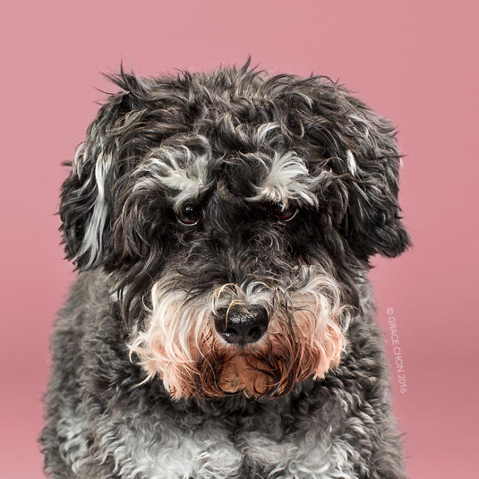 Dogs Before And After Their Haircuts (16 Pics)