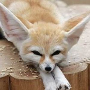 warriorsbooksfree avatar