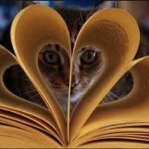 dragonwolfcat avatar