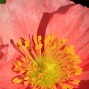 lynnmarie2222 avatar