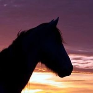 aotranghoctro_35 avatar