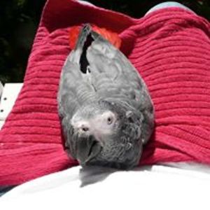 cooley_bird52 avatar