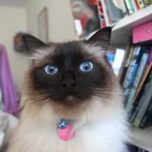 maddyburrows_illustration avatar