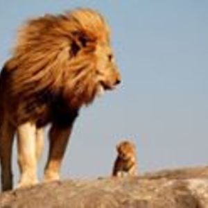 debusahoo2016 avatar