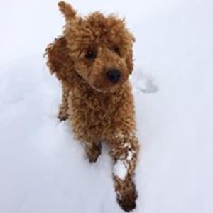 karoline_bjornelykke avatar