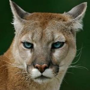 ladymorganone avatar