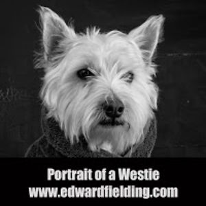 edwardfielding avatar