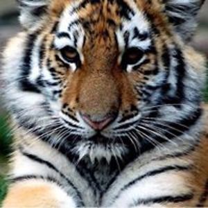 khadijah_arifin avatar