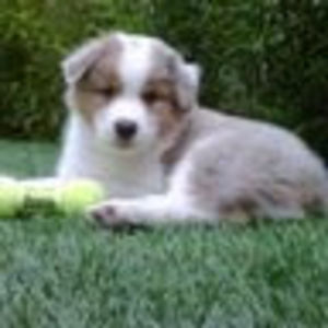 andreplanchon avatar