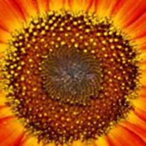 christusvictor avatar