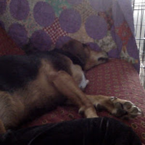 jessicalangmeyerspecht avatar