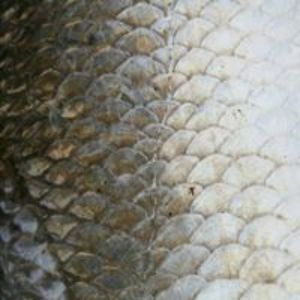 1226105217433864 avatar