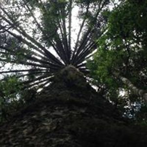 israel_gottschalk avatar