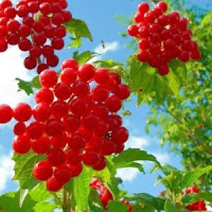 viktorialukovetskaya avatar