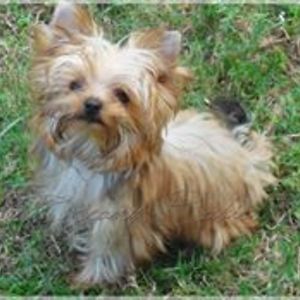 austin_yorkies avatar