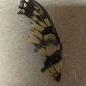 maelynnmartinromero avatar