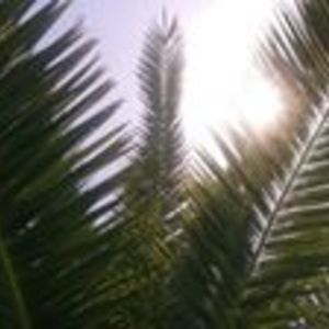 mtrumantigeru avatar