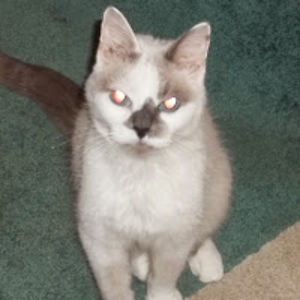 deborahkilmer avatar