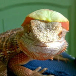 vickystrathdee-cook avatar