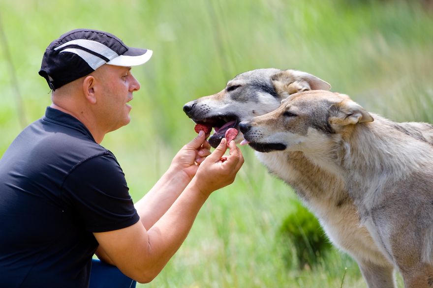 I Photographed A Family Living With Wolves