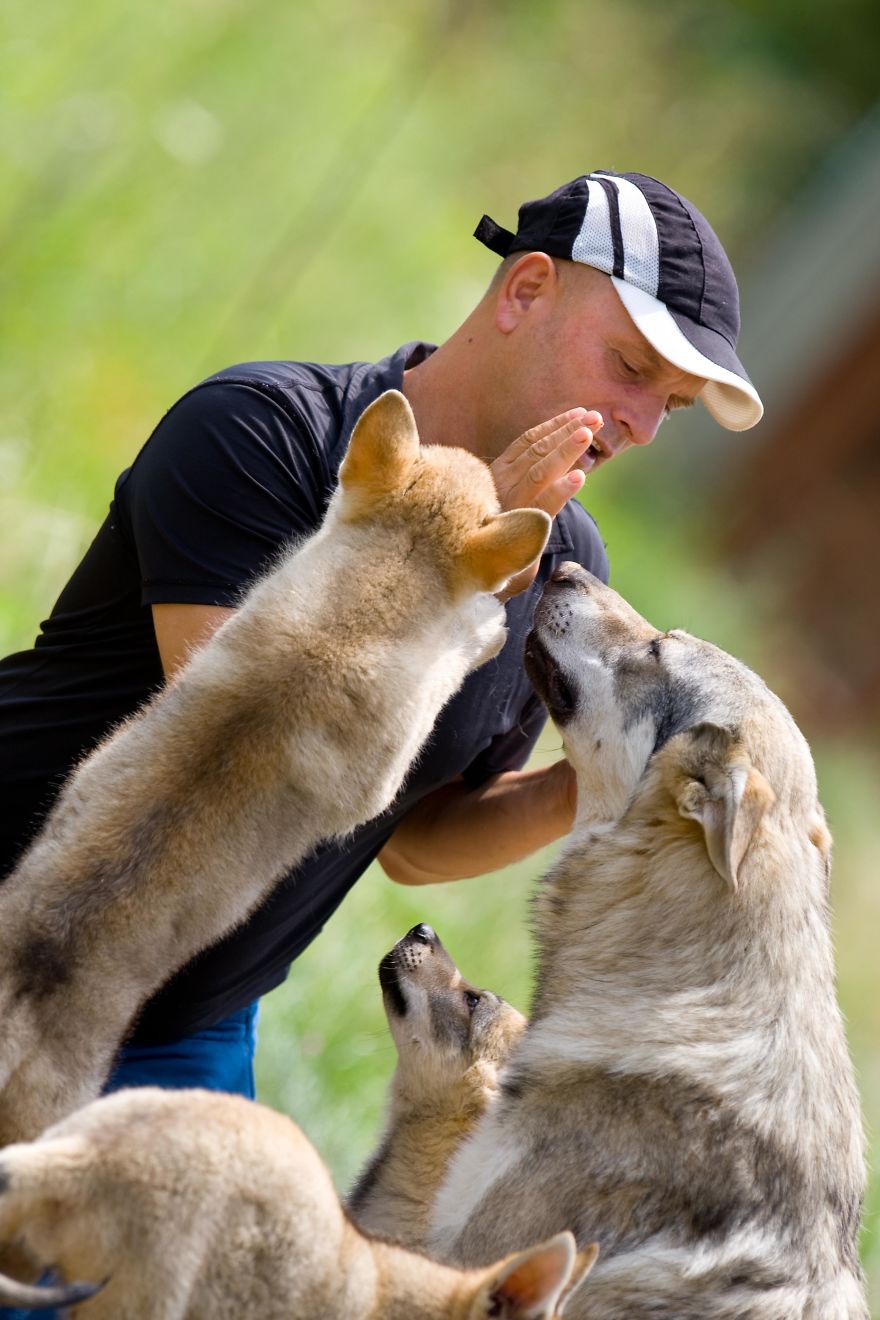 I Photographed A Family Living With Wolves I Photographed A Family Living With Wolves