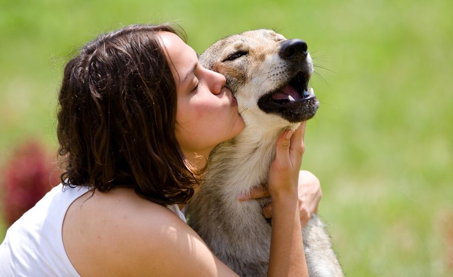 I Photographed A Family Living With Wolves I Photographed A Family Living With Wolves