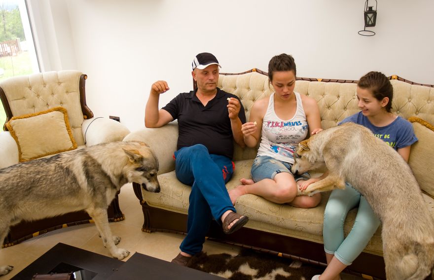 I Photographed A Family Living With Wolves