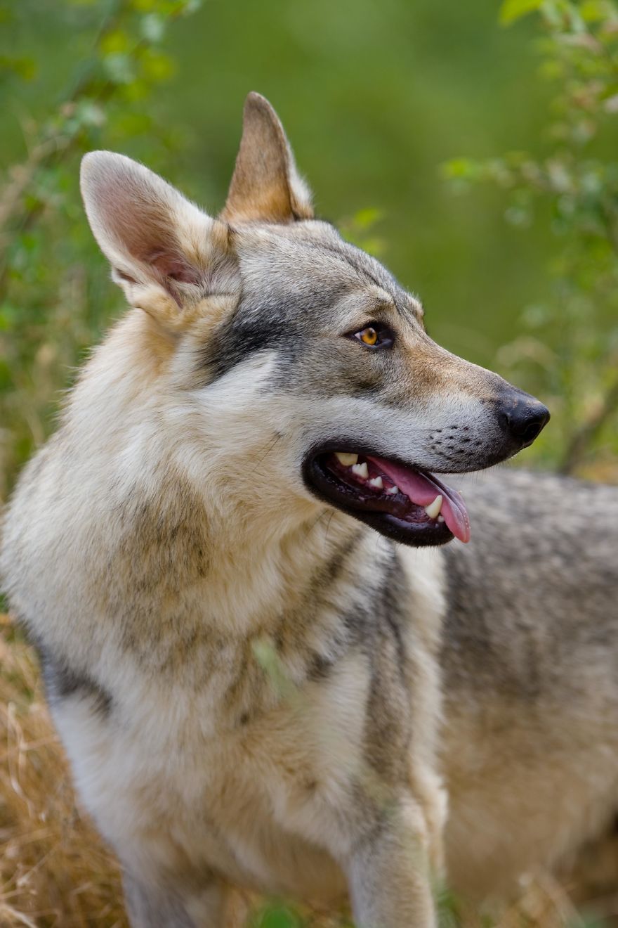 I Photographed A Family Living With Wolves I Photographed A Family Living With Wolves