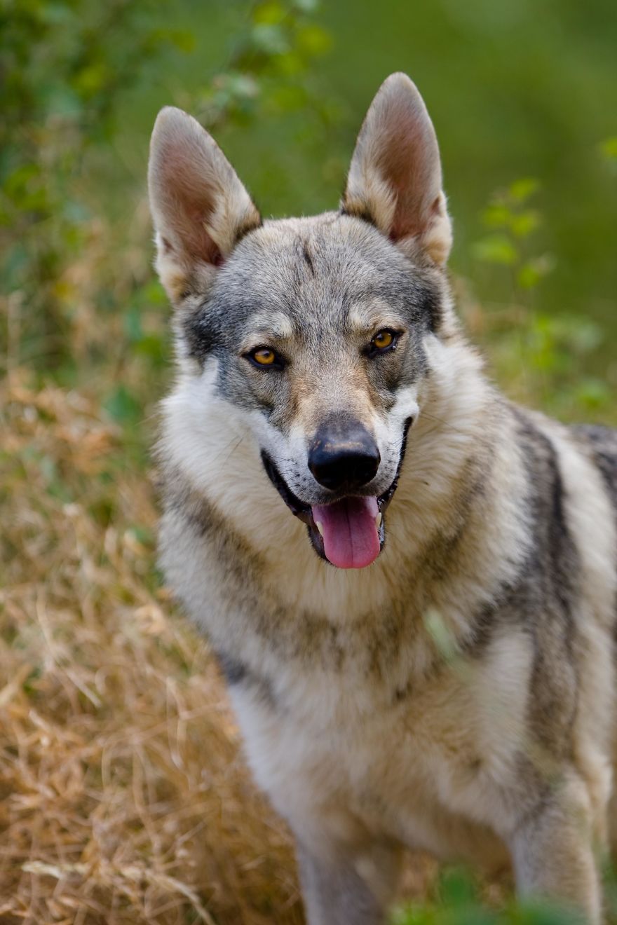 I Photographed A Family Living With Wolves