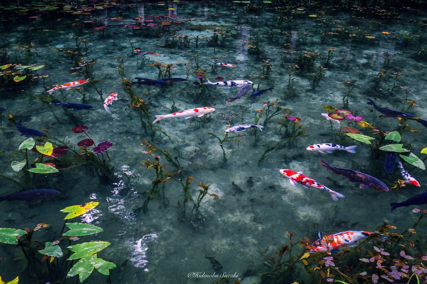 'Monet's Pond' In Japan That Looks Like Monet's Paintings
