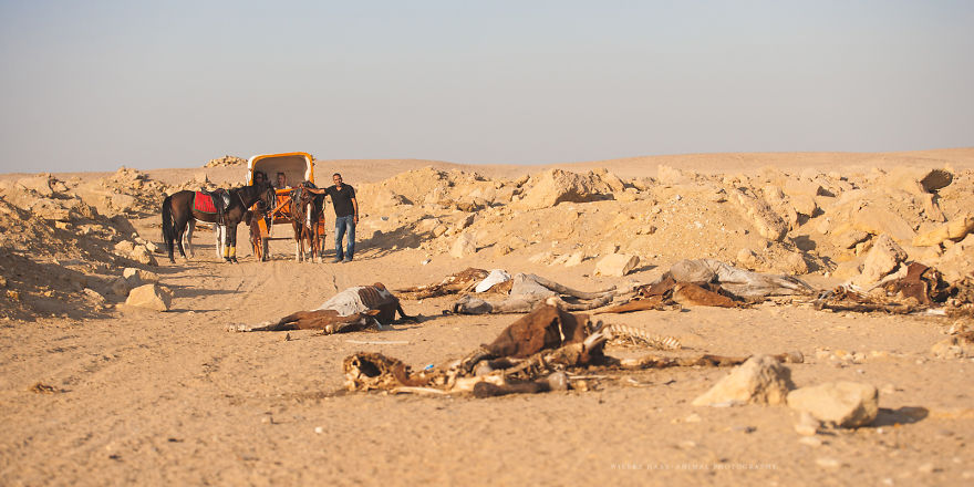 The Shocking Reality Of Horses And Camels In Egypt