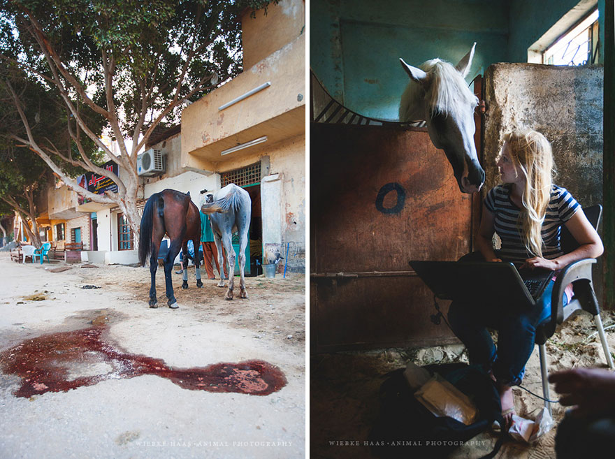 The Shocking Reality Of Horses And Camels In Egypt The Shocking Reality Of Horses And Camels In Egypt