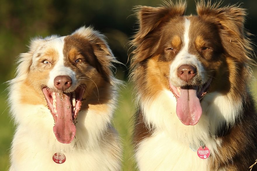 Dog Photobombs Every Picture Dog Photobombs Every Picture