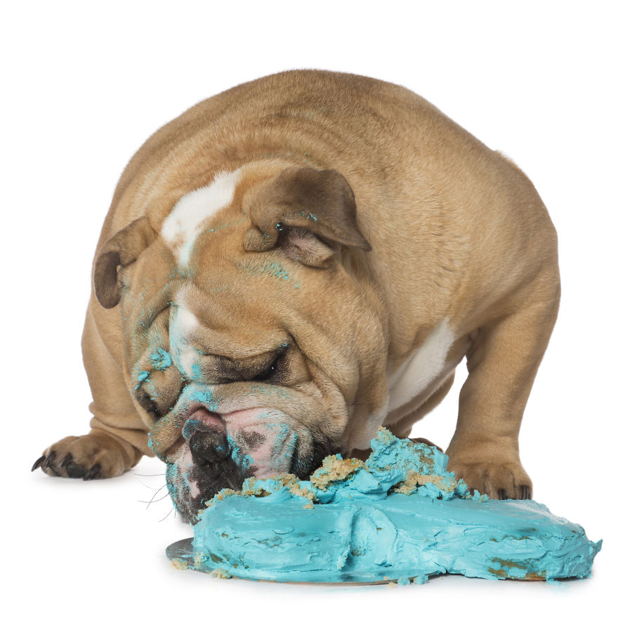Photographer Captures Dogs Eating Cakes And It's Amusing Photographer Captures Dogs Eating Cakes And It's Amusing