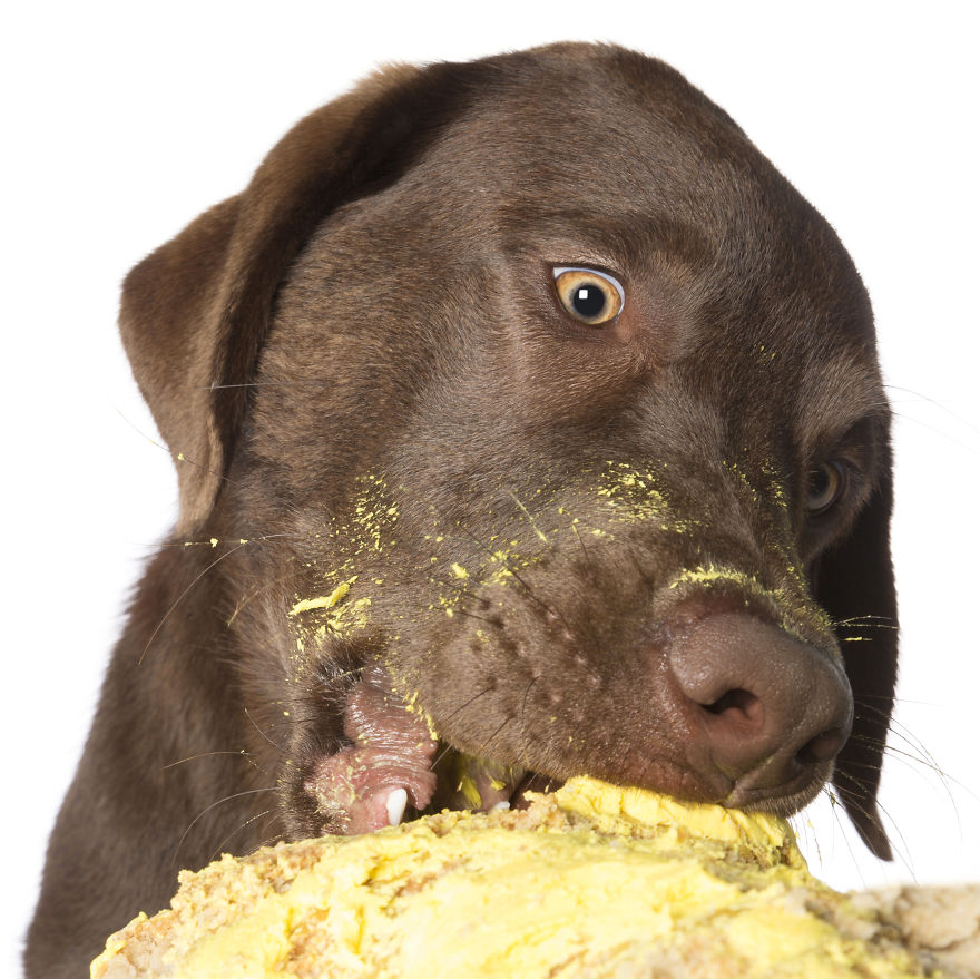 Photographer Captures Dogs Eating Cakes And It's Amusing Photographer Captures Dogs Eating Cakes And It's Amusing