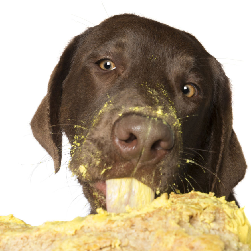 Photographer Captures Dogs Eating Cakes And It's Amusing Photographer Captures Dogs Eating Cakes And It's Amusing