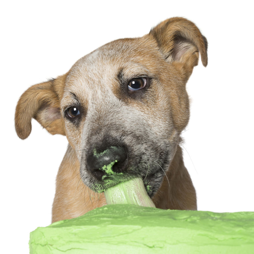 Photographer Captures Dogs Eating Cakes And It's Amusing Photographer Captures Dogs Eating Cakes And It's Amusing