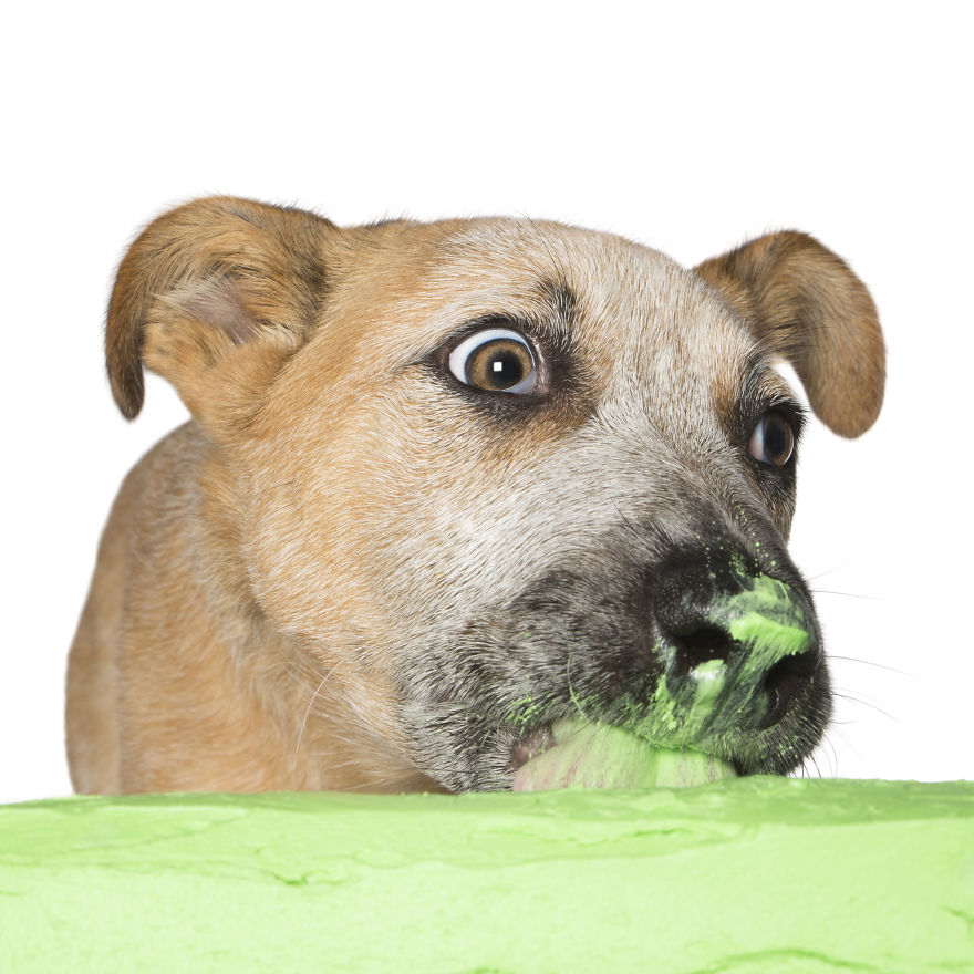 Photographer Captures Dogs Eating Cakes And It's Amusing