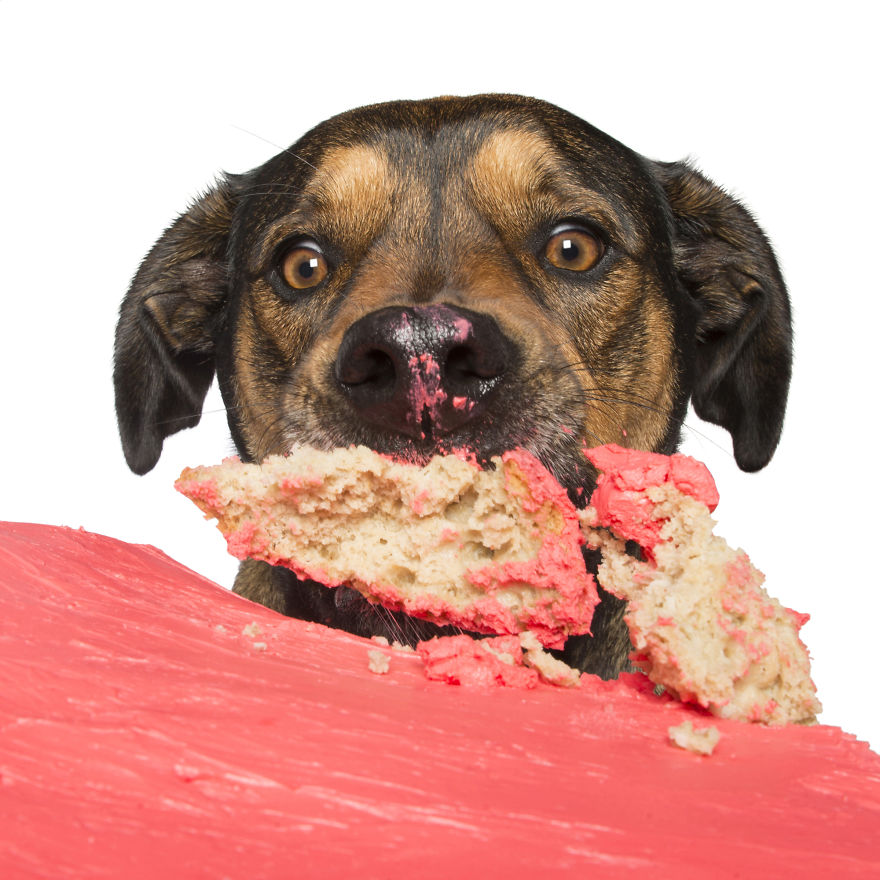 Photographer Captures Dogs Eating Cakes And It's Amusing Photographer Captures Dogs Eating Cakes And It's Amusing