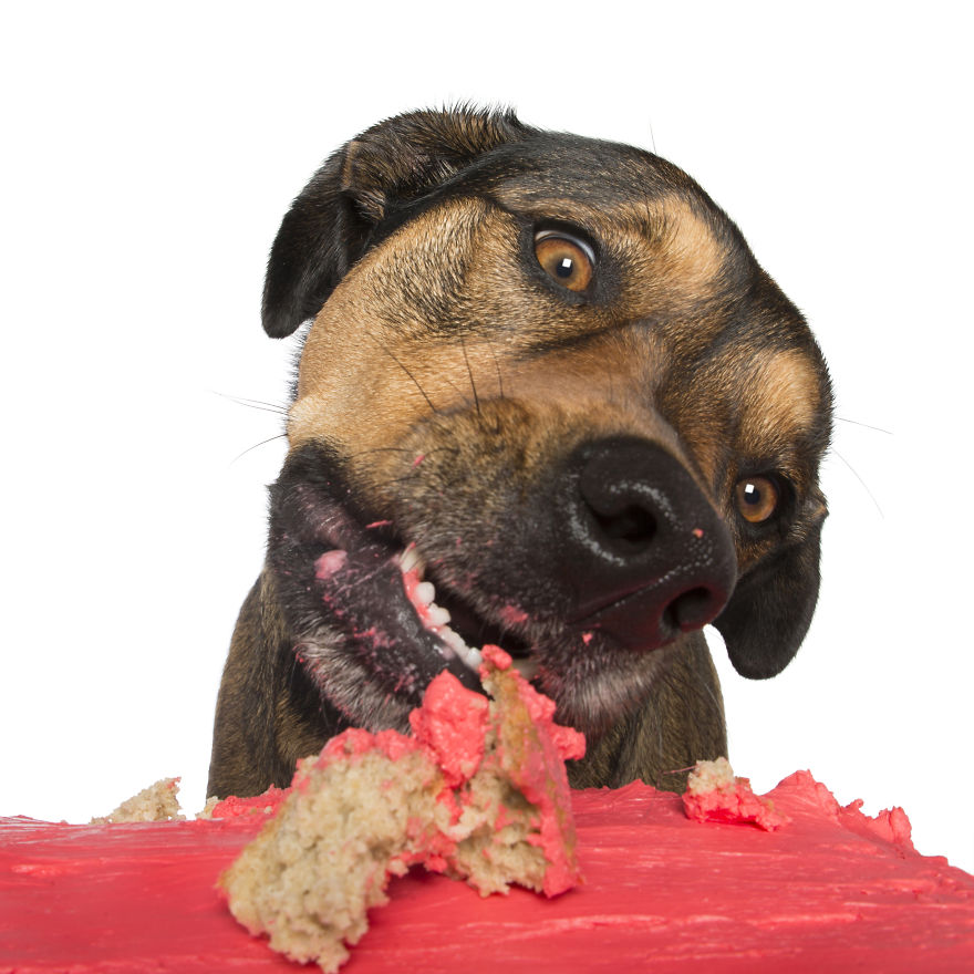 Photographer Captures Dogs Eating Cakes And It's Amusing