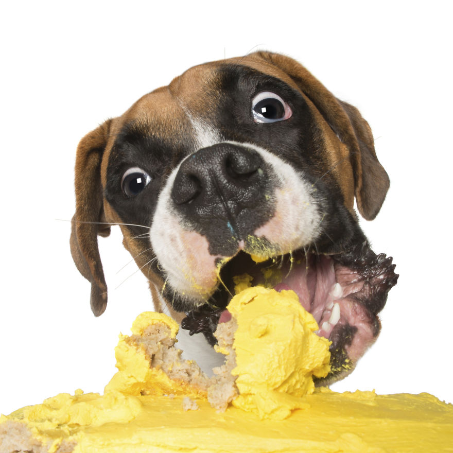 Photographer Captures Dogs Eating Cakes And It's Amusing