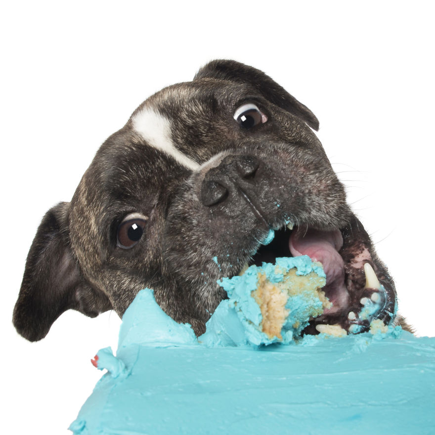 Photographer Captures Dogs Eating Cakes And It's Amusing Photographer Captures Dogs Eating Cakes And It's Amusing